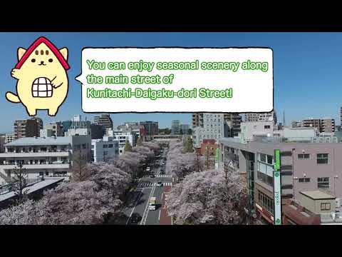 Kunitachi Daigaku-dori Street | KUNI-NYAN WALK AROUND KUNITACHI, Kunitachi Tourism
