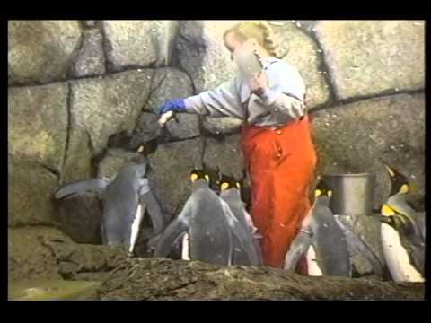 Sonya 8mm Video   Japan and USA