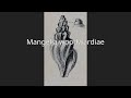 Mangelia Woodwardiae