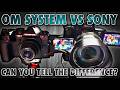 Can You REALLY Tell The Difference Sony A7 IV Vs OM 1