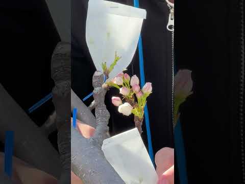 See Kobe U - 春の農学 / Spring agriculture