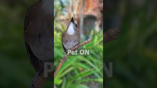 Download lagu Keajaiban Sikatan Rimba Dada Cokelat: Pesona Burung Cantik di Hutan S1E15 #bird #srdc #birdsinging mp3