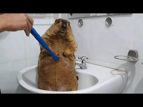 marmot reacted strongly because I scratched it