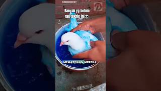 Download lagu The Secret to Shiny Pigeon Feathers: Not Just Ordinary Liquid! #shortvideo #shorts mp3 Download lagu The Secret to Shiny Pigeon Feathers: Not Just Ordinary Liquid! #shortvideo #shorts mp3