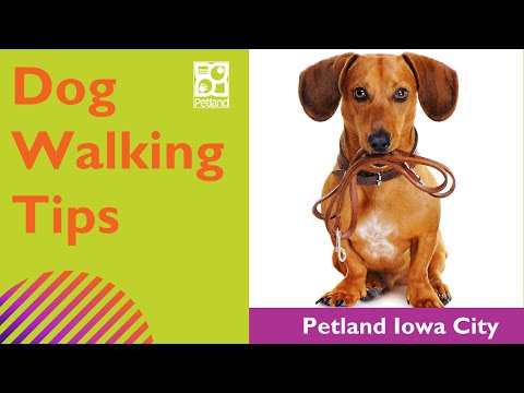 Dog Leash & Walking Tips