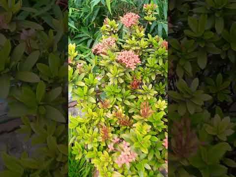 Jungle Geranium flowers #রঙ্গন #Maisha gardening #flowers