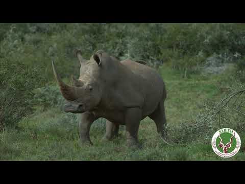 NAPHA Graphic's Video