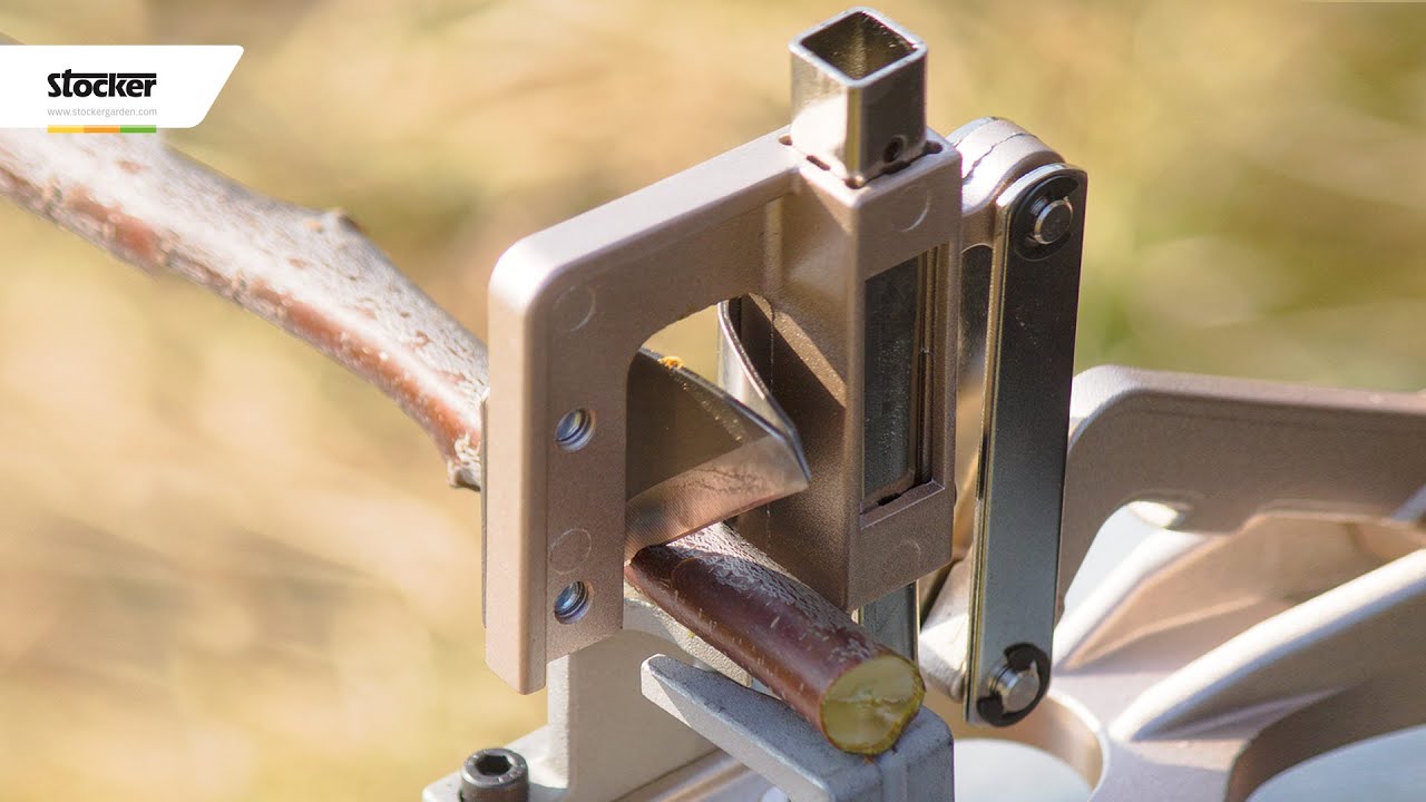 Innesto meccanizzato a spacco vuoto - Le tecniche degli innesti