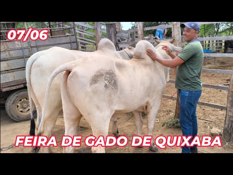 Feira de gado de Quixaba-PE (07/06/26)