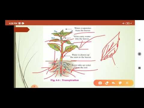 Osteopenia doare