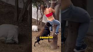 Erros que você NUNCA deve cometer com animais