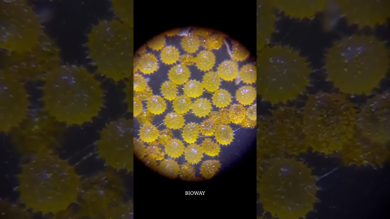 More pollen grains from hibiscus | pollen under the microscope 🔬🌺 #neet #biology