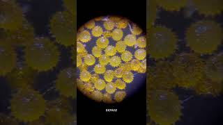 More pollen grains from hibiscus | pollen under the microscope 🔬🌺 #neet #biology