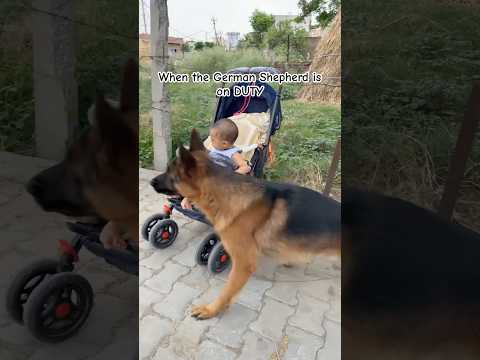 No one is allowed in the German Shepherd Territory | Best guard dog German shepherd #dog #doglove