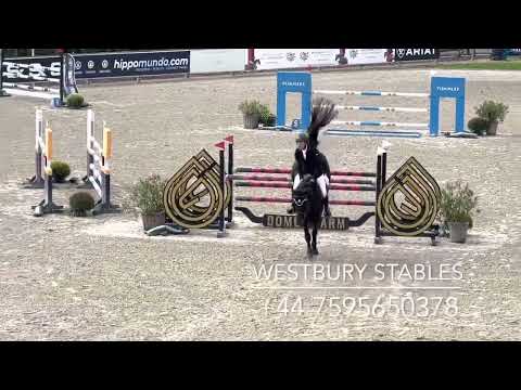 Djoko Z- 2016 Stallion (Dominator Z X Darco)