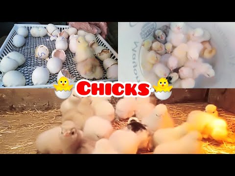 , title : 'Hatching baby chicks in an incubator 🐣🐤🐥 | What should be done for newborn chicks - Şirin Civcivler'
