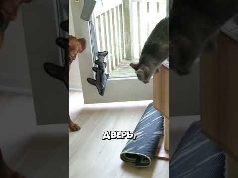 Как пёс перехитрил кота с помощью двери #shorts