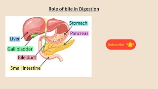 Role of bile in Digestion for AQA GCSE Biology and Combined Science