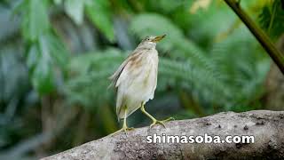 越冬組のジャワアカガシラサギ、メジロガモ(動画あり)