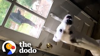 Pittie Gets So Jealous When Grandma Gives His Brother Attention | The Dodo Pittie Nation by The Dodo
