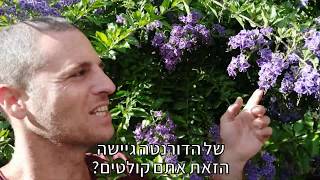 דורנטה גיישה - גדר חיה ירוקה ופורחת