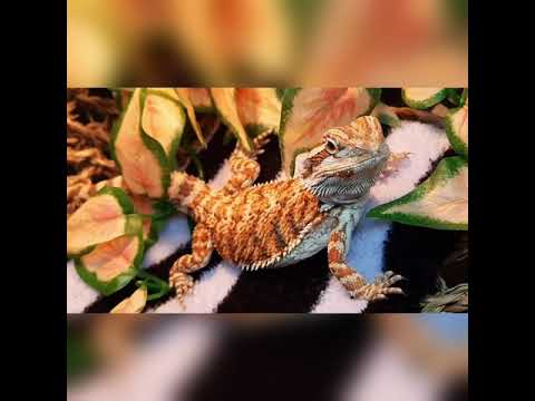 Gasper's morning video with some satisfying FLUFF and a Stretchy Gecko
