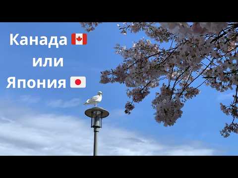Ванкувер 🇨🇦 или Япония 🇯🇵 ? Сакура в полном цвету 🌸
