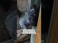 Huge Silverback Gorilla Attacking Zoo Glass 🦍