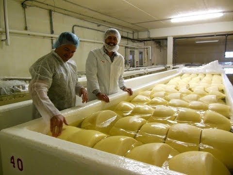 download lagu mp3 mp4 Wisconsin Cheese, download lagu Wisconsin Cheese gratis, unduh video klip Wisconsin Cheese