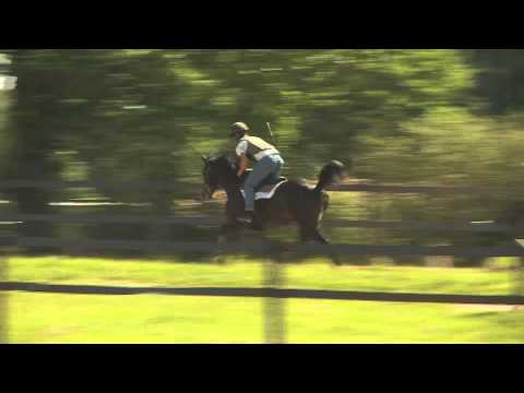 Lot 23 - Diwell Stang Blun - H13 Lord du Sud / Koantig Stangblun