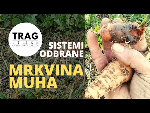 DEFENSE AGAINST CARROT FLY - DEFENSE SYSTEMS (2021) [TRACE OF THE PLANT]