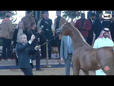 N 43 BAHIR RC   Straight Egyptian World Championship 2021