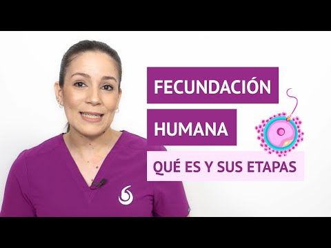 ¿Qué es la fecundación humana y cuáles son sus etapas?