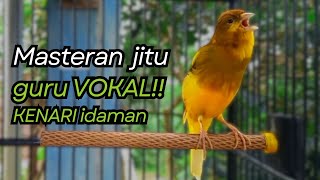 Download lagu KENARI GACOR DURASI PANJANG Cuit CUIT BIRAHI UNTUK PANCINGAN & MASTERAN Kenari PAUD AGAR BUNYI mp3