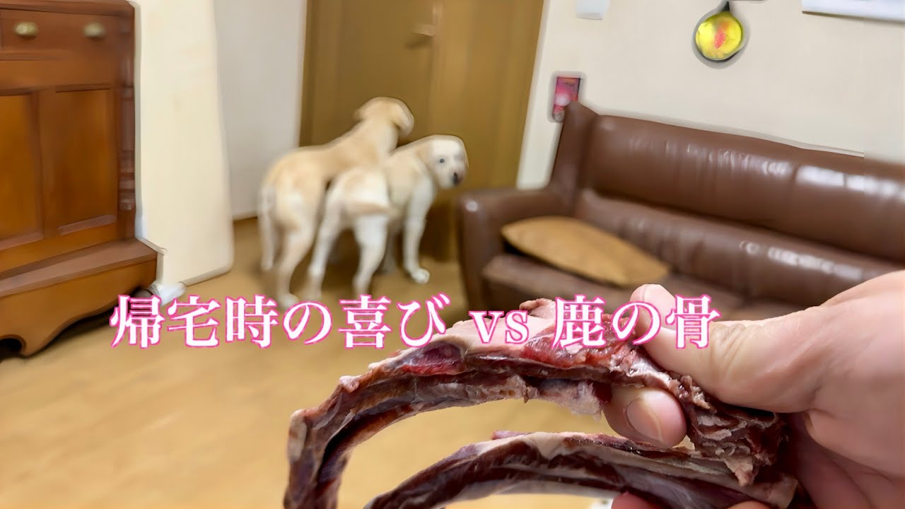 ママユウが帰ってきた時の喜びvs鹿の骨