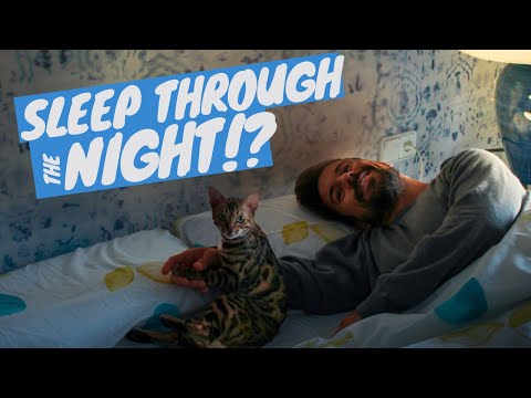 What to do if my cat doesn't let me sleep? - TRAIN YOUR CAT TO SLEEP