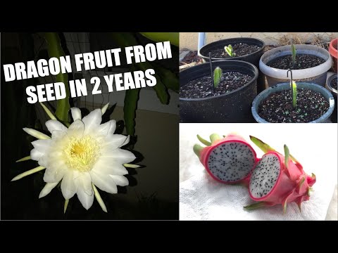 From Seed to Dragon Fruit in 2 YEARS!!