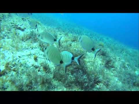 Tauchsport Wachowski YouTube-Vdeominiatur 6