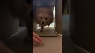 #ポメラニアン #ポムケン #保護犬との暮らし #犬  こめとトンネル