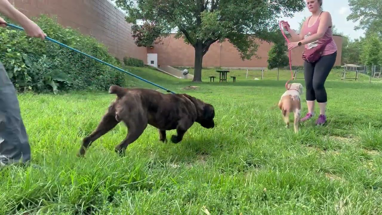Jennie's Leash Test