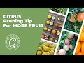 CITRUS Pruning Tip for MORE FRUIT