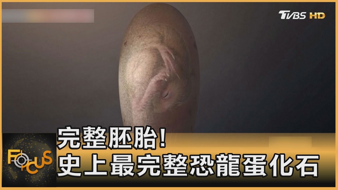 完整胚胎！史上最完整「恐龍蛋化石」驚豔全球