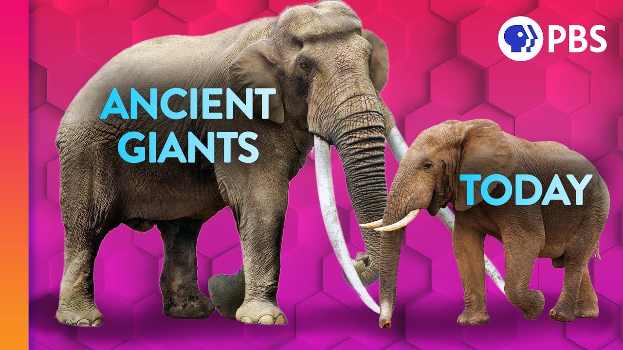 The Mystery of Earth's Disappearing Giants | IN OUR NATURE