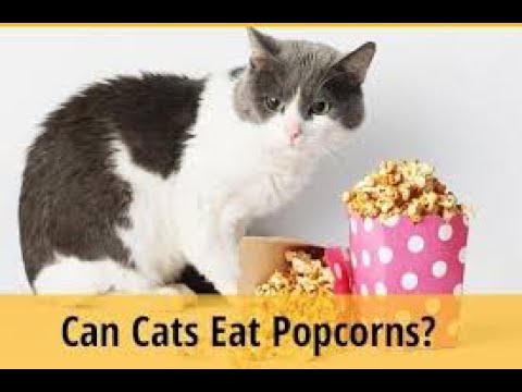 Can Cats Eat Popcorn – Is Popcorn Safe For Cats