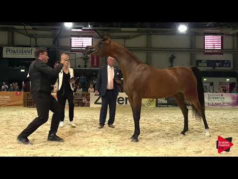 N 61 SULTANA AL ARJA   Wels 2019   Mares 4 to 6 Years old Class 8