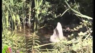 preview picture of video 'Декоративный пруд в саду: прудовые рыбки и корм - 6'