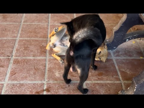 Amao plays with his boss dog 🐶🐕