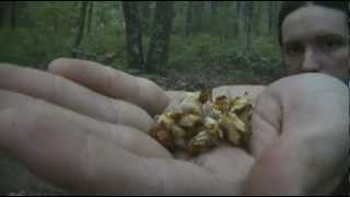 Mullein Flowers BushSmoke