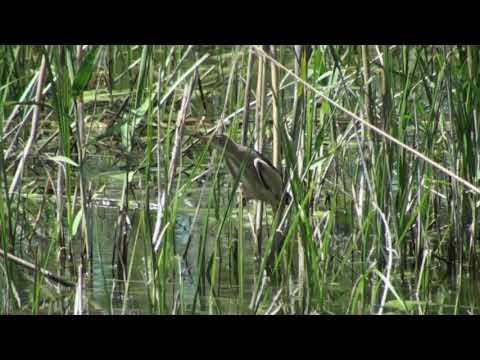 Blongios nain (Botaurus m. minutus) Little Bittern