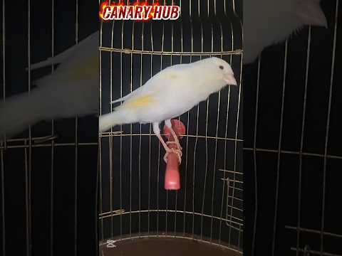 The ultimate canary singing video from a legend - Powerful training song
